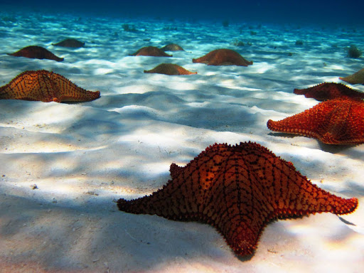 Look but don't touch! An amazing colony of sea stars, or starfish, in a Cozumel lagoon. 