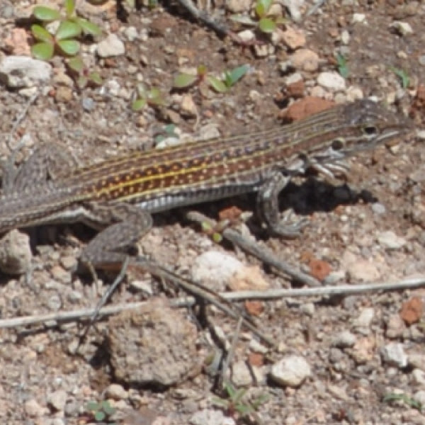 Desert grassland whiptail lizard project noah