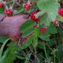 Virginia blackberry bush