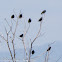 Spotless Starling; Estornino Negro