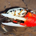 Orange Clawed Fiddler Crab