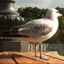 Ring-billed Gull (1st cycle)