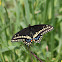 Black Swallowtail