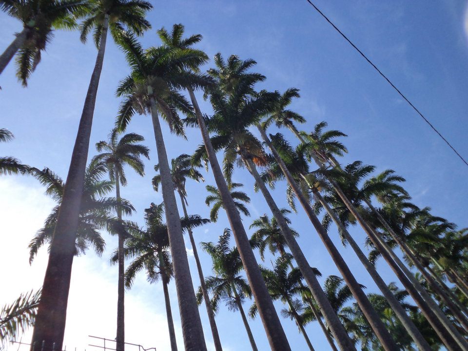 Palmeira imperial (Palm imperial)