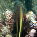 Forster’s Hawkfish