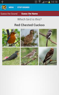 African Birds Sounds(圖6)-速報App