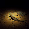 Brook's Gecko(Juvenile)