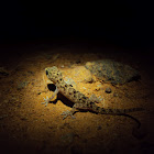 Brook's Gecko(Juvenile)