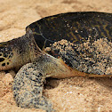 Hawksbill sea turtle