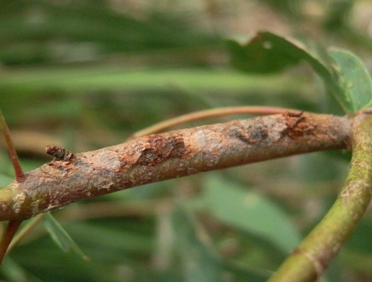 Gum Snout Moth Caterpillar