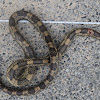 Grey rat snake