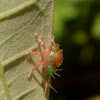 Pós-ecdise em ninfa Notogonioide Treehopper
