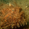 Hairy Frogfish