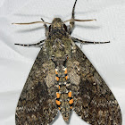 Tobacco Sphinx Moth