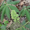 Ohio (or Western) Buckeye - Aesculus glabra var. arguta
