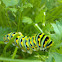 Black Swallowtail Butterfly (caterpillar/larva)