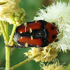 Flower chafer beetle
