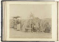 Suikerrietverkopers langs de kant van de weg