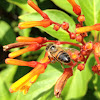 Western Honey Bee