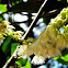 Flowers of a Ceylon Olive tree