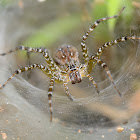 Indian funnel web spider