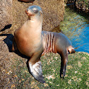 California Sea Lion (Female)