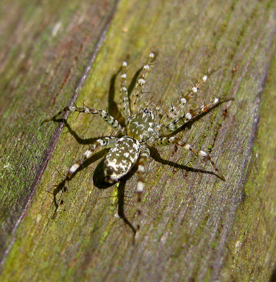 White Spotted Spider