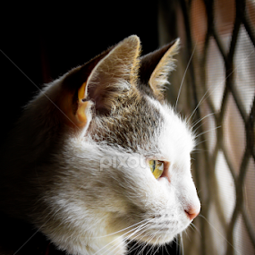Mia by Jordiie Hunt - Animals - Cats Portraits