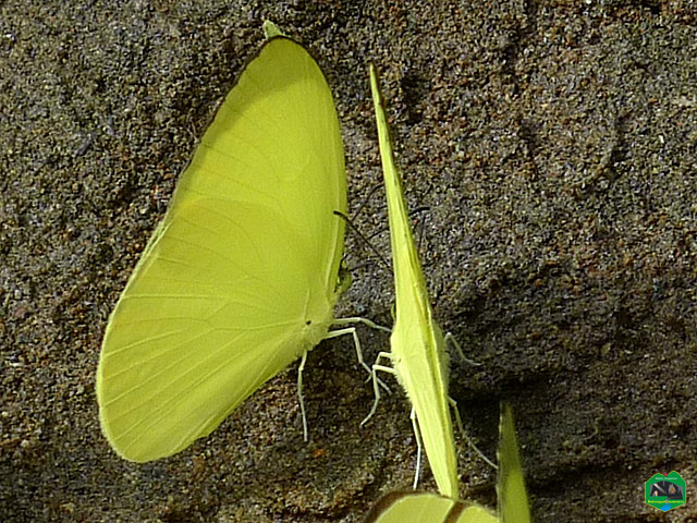 Grass yellow butterflies