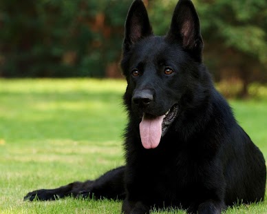 Best Dogs Wallpapers Screenshots 1