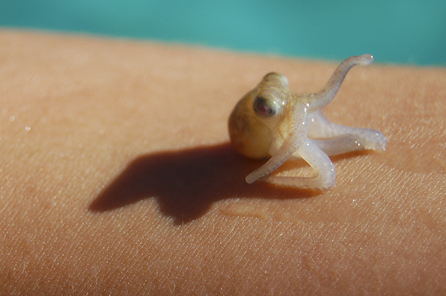 Caribbean reef octopus