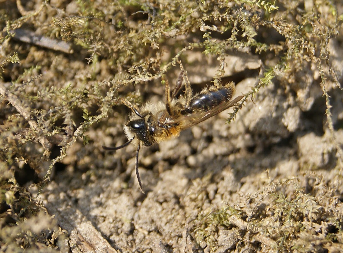 Common Sand Bee