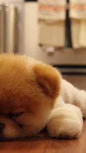 How to mod ► Lazy Puppy Live WallPaper 1.0.7 apk for android