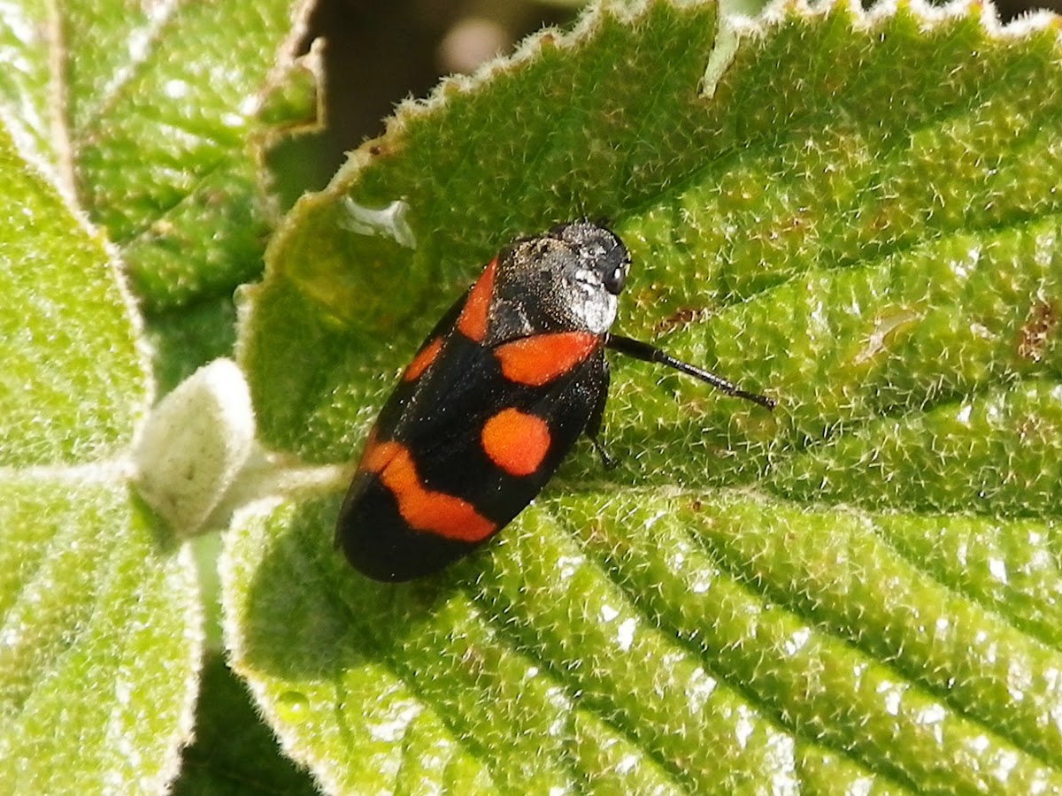 Black-and-red Froghoppers, Crno-crveni pjenušasti cvrčak