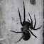 Grey House Spider