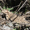 Horned Lizard; Horny Toad