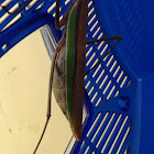 Chinese mantis (gravid female)