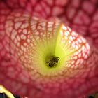 White Trumpet Pitcher Plants with Bee Inside