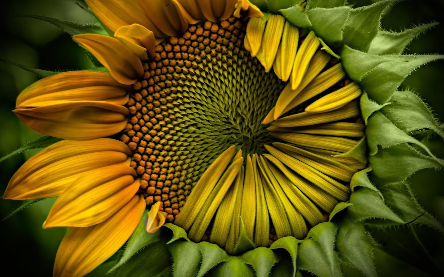 Sunflower Wallpaper - Android Apps on Google Play