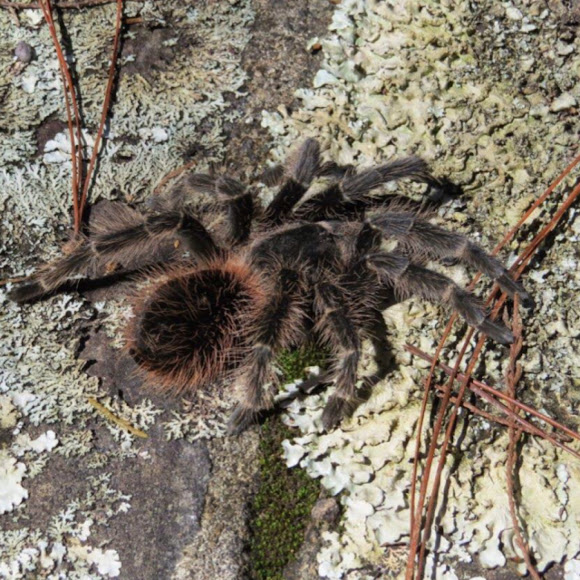 Brazilian salmon pink bird eating spider Project Noah