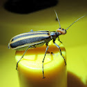Striped Blister Beetle