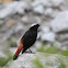 White-Capped Water Redstart