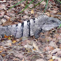black spiny-tailed iguana