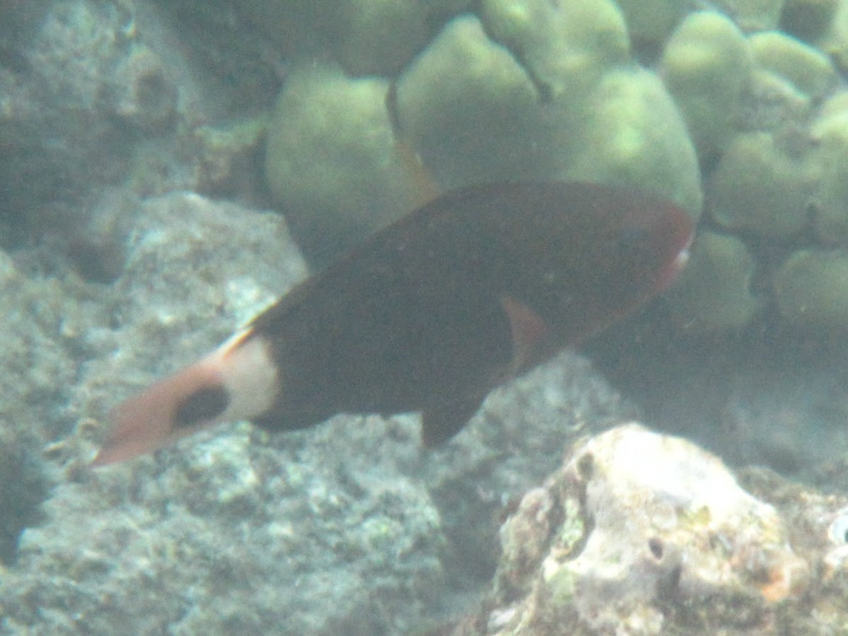 Bullethead Parrotfish initial phase