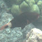 Bullethead Parrotfish initial phase