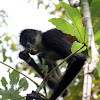 Yucatan Spider Monkey  (male)