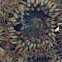 Aggregating anemone