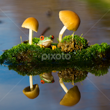 Reflection  by Kutub Macro-man -  