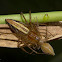 Common Lynx Spider