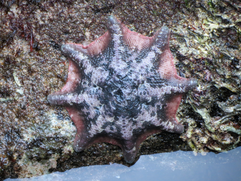 Carpet Sea Star/Cuhion Sea Star